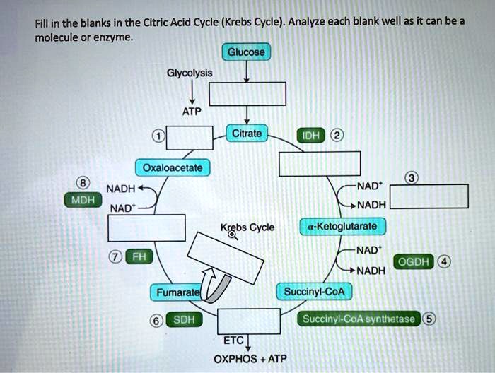 SOLVED Fill in the blanks in the Citric Acid Cycle (Krebs Cycle