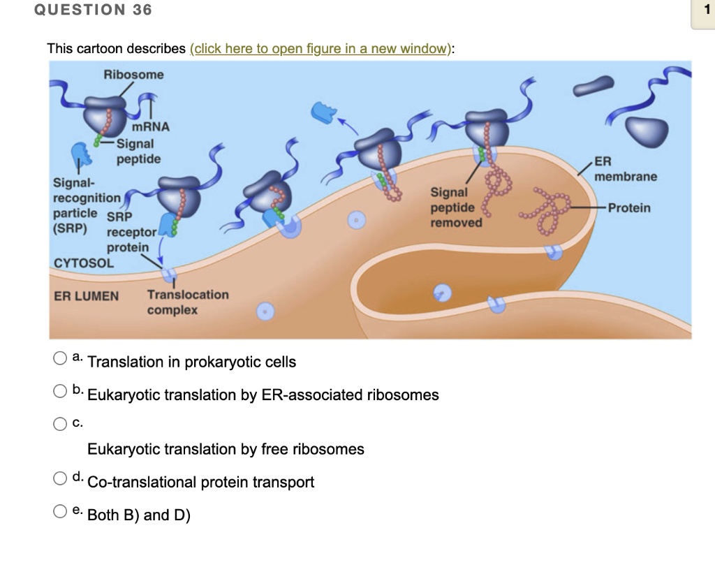 This cartoon describes (click here to open figure in a new window):
Ribosome
mRNA
Signal peptide
Signal-recognition particle (SRP)
SRP receptor protein
CYTOSOL
ER LUMEN
Translocation complex
Signal peptide removed
ER membrane
Protein
a. Translation in prokaryotic cells
b. Eukaryotic translation by ER-associated ribosomes
c. Eukaryotic translation by free ribosomes
d. Co-translational protein transport
e. Both B) and D)