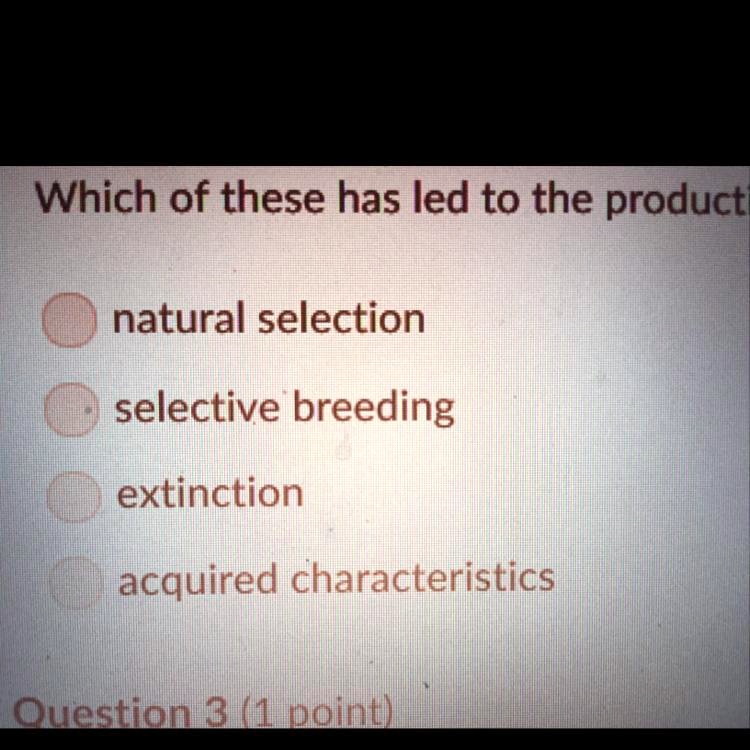 Which of these has led to the producti
natural selection
selective breeding
extinction
acquired characteristics