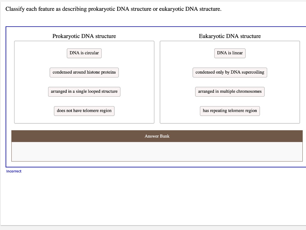 Classify each feature as describing prokaryotic DNA structure or ...
