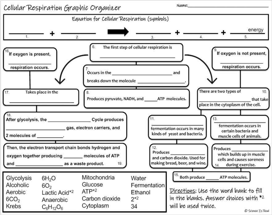 solved-cellular-respiration-graphic-organizer-worksheet-name-cellular-respiration-graphic