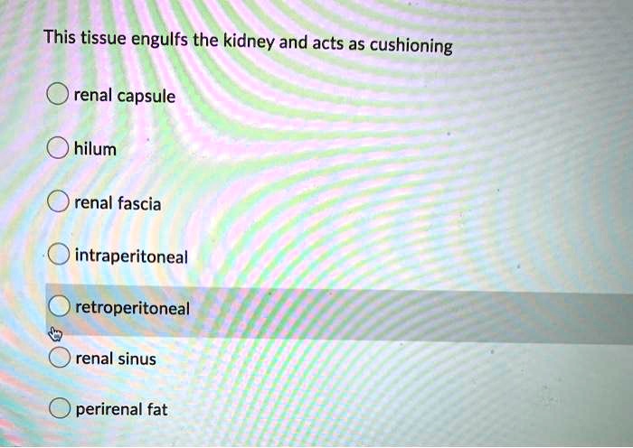 SOLVED: This tissue envelops the kidney and acts as cushioning. Renal ...