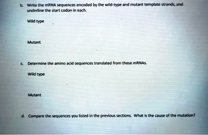 write the mrna sequences encoded by the wild type and mutant template ...