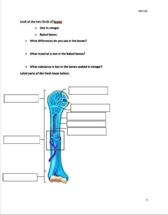 SOLVED BIO160 Loo e nd f t One in vinegar o Baked bones What