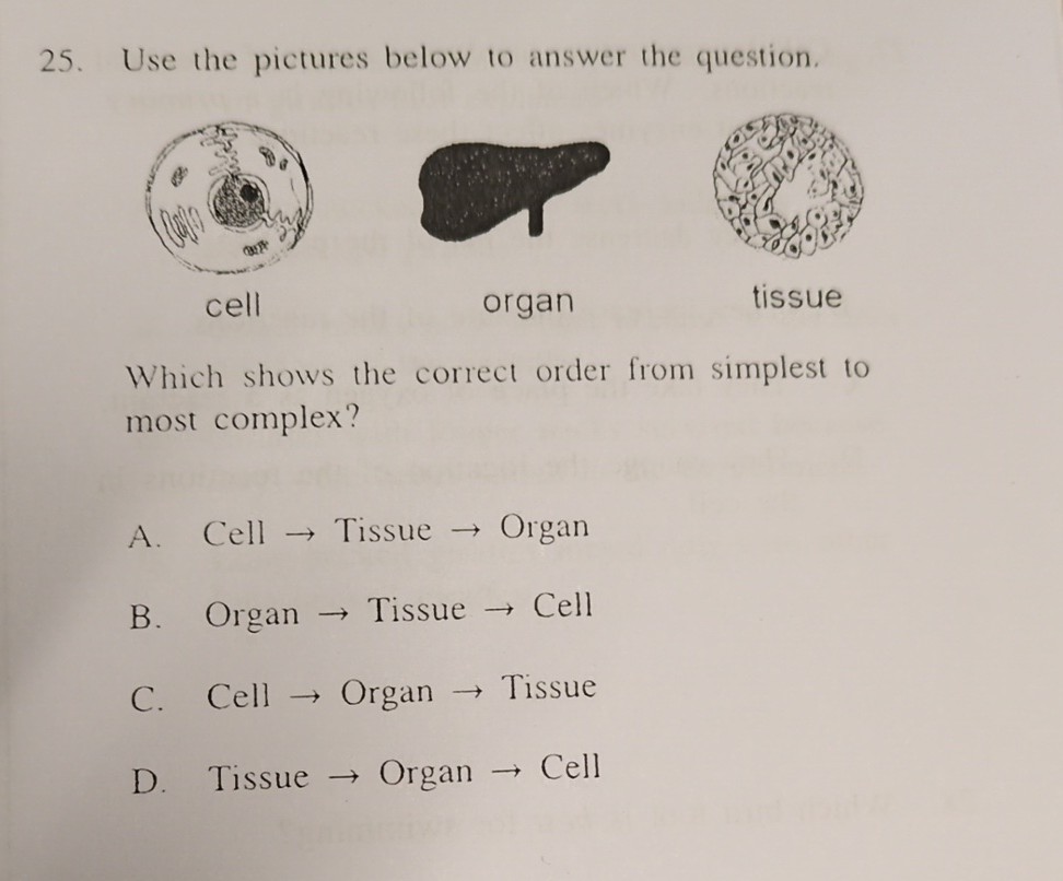 25. Use the pictures below to answer the question. organ tissue Which ...