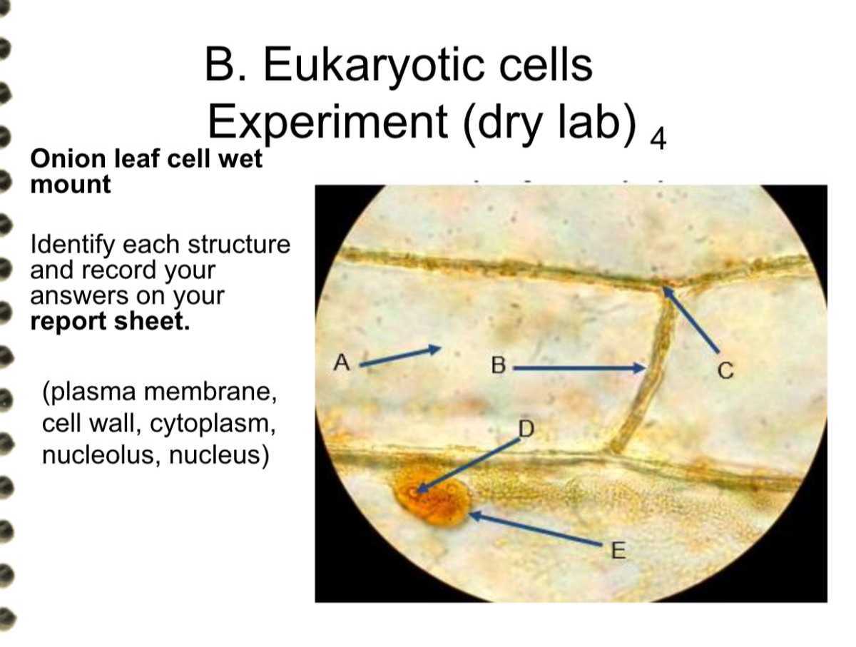 B. Eukaryotic cells Experiment (dry lab) 4 Onion leaf cell wet mount