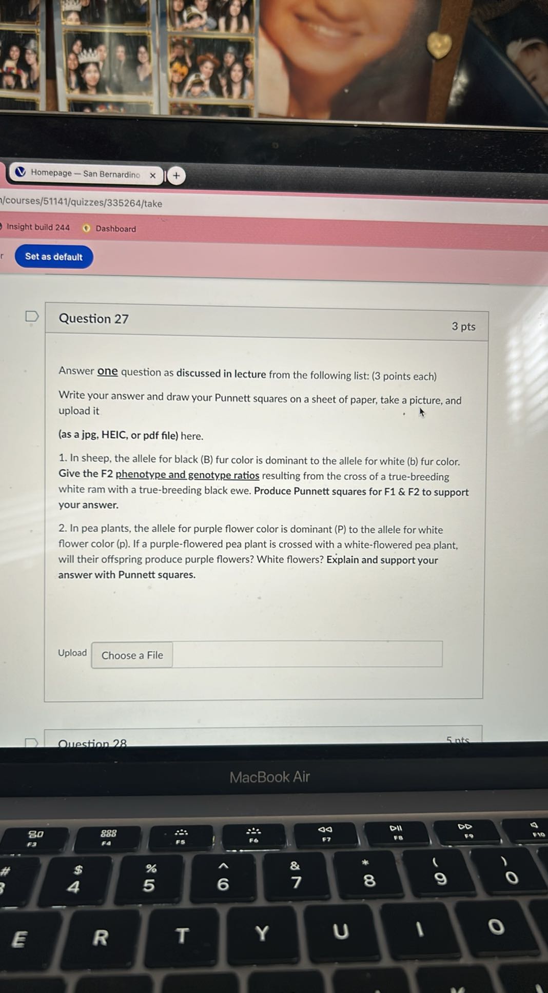 Homepage - San Bernardino
/courses/51141/quizzes/335264/take
Insight build 244
Dashboard
Set as default

Question 27
3 pts

Answer one question as discussed in lecture from the following list: (3 points each)
Write your answer and draw your Punnett squares on a sheet of paper, take a picture, and upload it (as a jpg, HEIC, or pdf file) here.
1. In sheep, the allele for black (B) fur color is dominant to the allele for white (b) fur color. Give the F2 phenotype and genotype ratios resulting from the cross of a true-breeding white ram with a true-breeding black ewe. Produce Punnett squares for F1 & F2 to support your answer.
2. In pea plants, the allele for purple flower color is dominant (P) to the allele for white flower color (p). If a purple-flowered pea plant is crossed with a white-flowered pea plant, will their offspring produce purple flowers? White flowers? Explain and support your answer with Punnett squares.
Upload
Choose a File