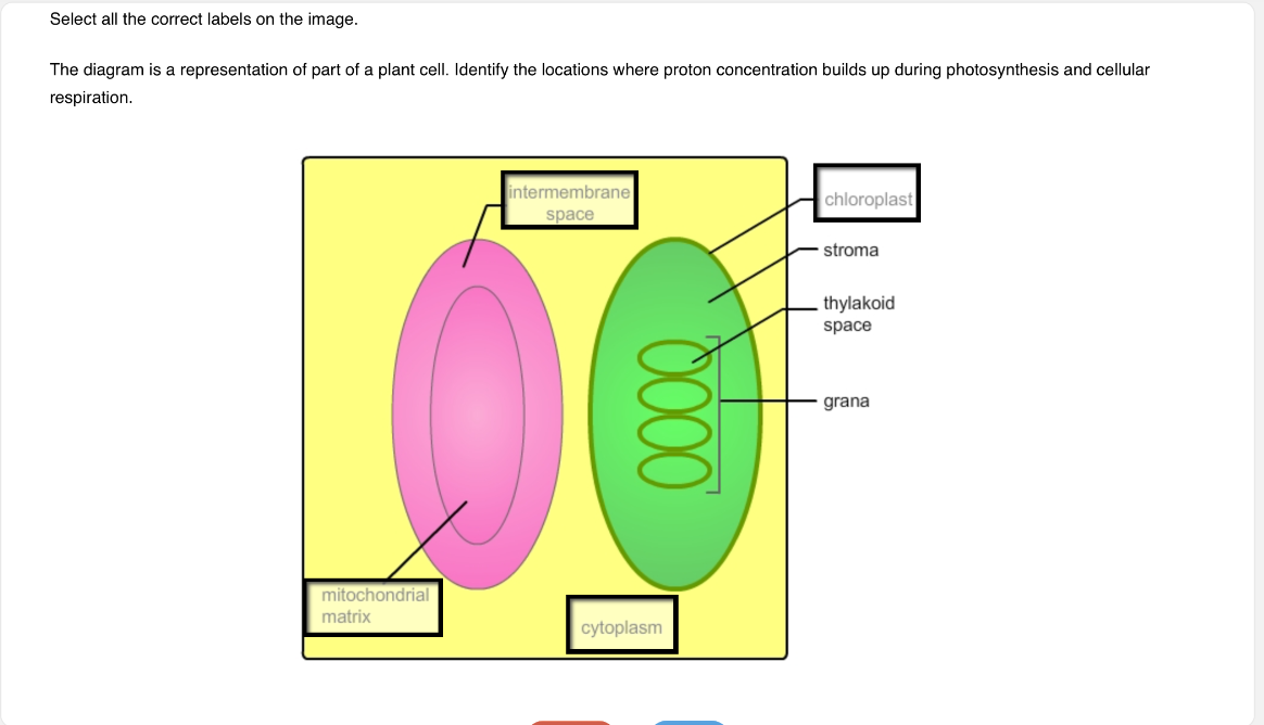 VIDEO solution: Select all the correct labels on the image. The diagram ...