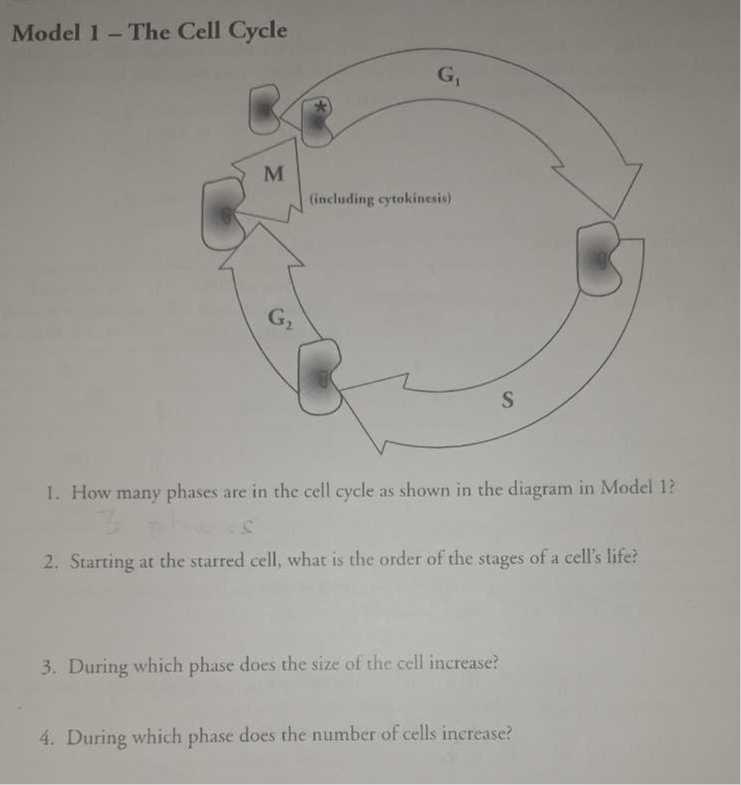 Model 1 - The Cell Cycle 1. How many phases are in the cell cycle as ...