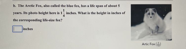 b. The Arctic Fox, also called the blue fox, has a life span of about 5 years. Its photo height here is 1 (1)/(4) inches. What is the height in inches of the corresponding life-size fox?
□ inches