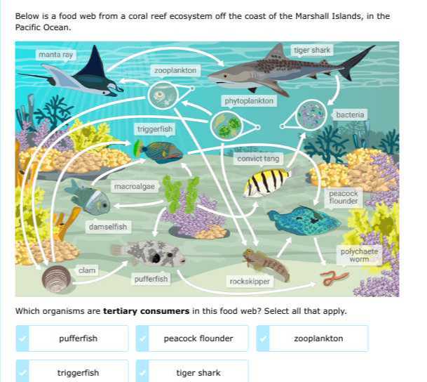 Below is a food web from a coral reef ecosystem off the coast of the ...