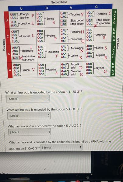 Second base U C A G U UUA - Levcine L UCU UCC UCA UCO. -Serine S UAU ...