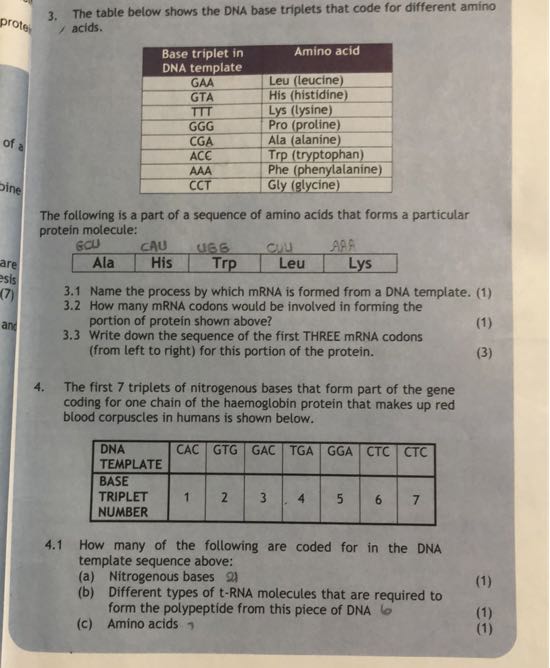3. The table below shows the DNA base triplets that code for different ...