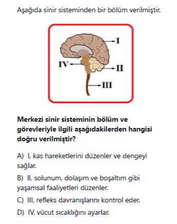 SOLVED: A?a??da Sinir Sisteminden Bir Bölüm Verilmi?tir. Merkezi Sinir ...