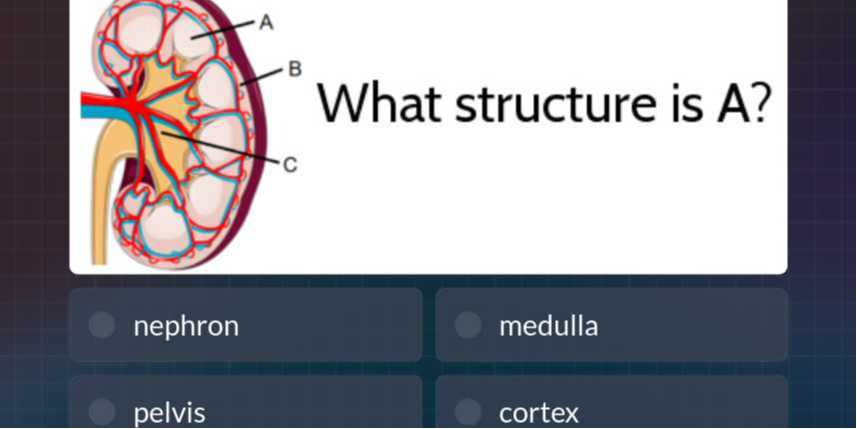 What structure is A ? nephron medulla pelvis cortex