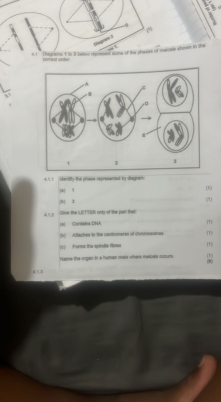 4.1 Diagrams 1 to 3 below represent some of the phases of meiosis shown ...