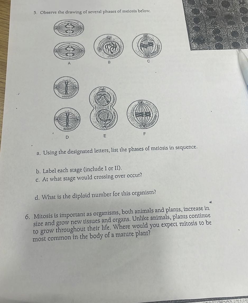 5. Observe the drawing of several phases of melosis below. A B c D E F ...