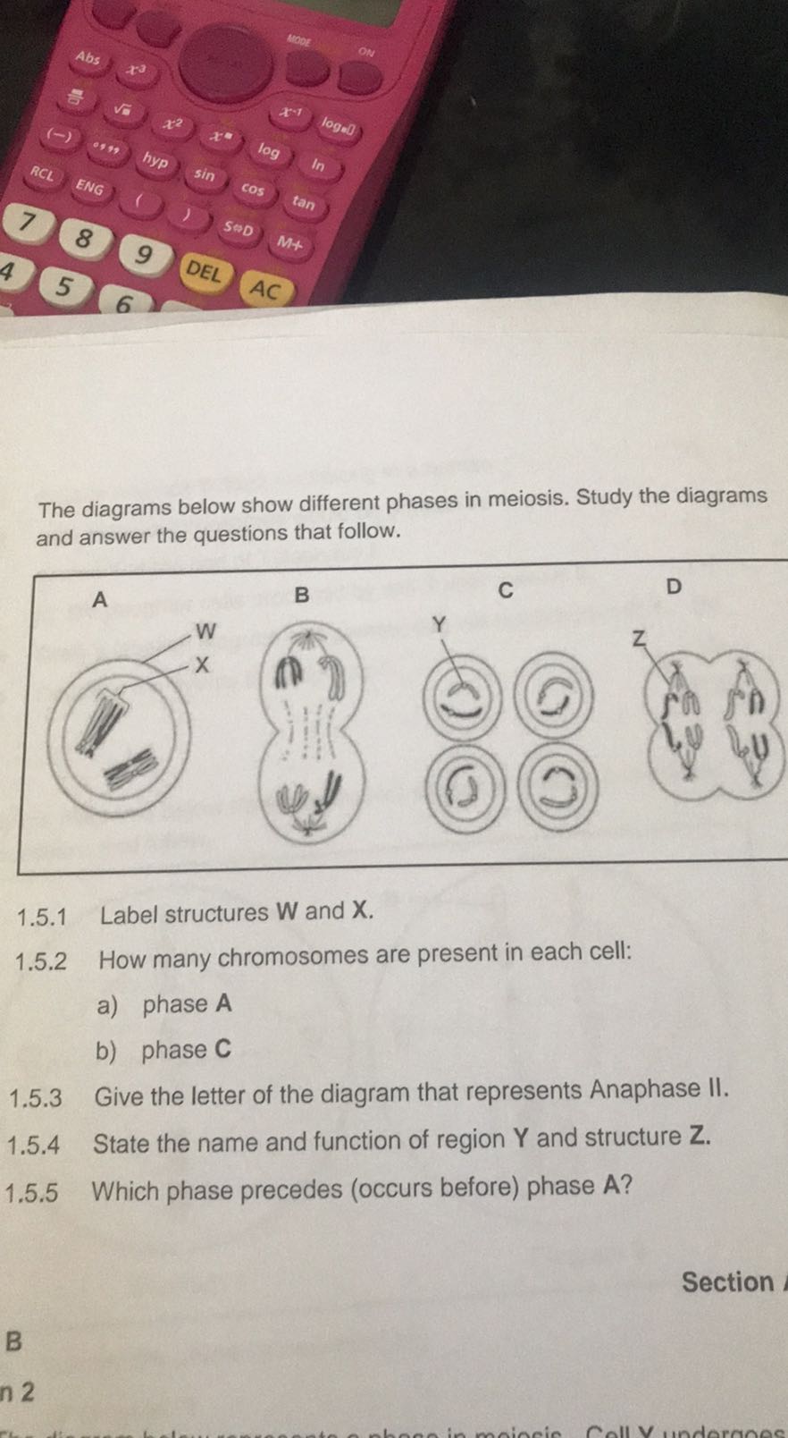 [GET ANSWER] The diagrams below show different phases in meiosis. Study ...