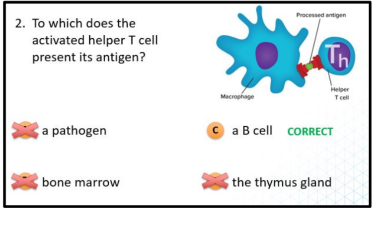 2. To which does the activated helper T cell present its antigen? a ...