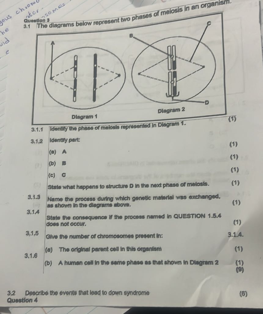 Question 3 3.1 The diagrams below represent two phases of meiosis in an ...
