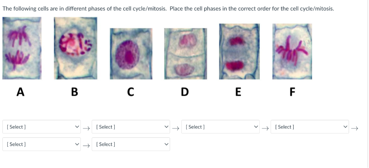 The following cells are in different phases of the cell cycle/mitosis ...