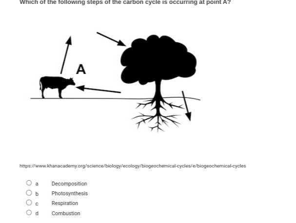 Which of the following steps of the carbon cycle is occurring at point A ?
https:/fww:khanacaderny.org/science/biology/ecology/biogeochemical-cycles/e/biogeochernical-cycles
a Decomposition
b Photosynthesis
c Respiration
d Combustion