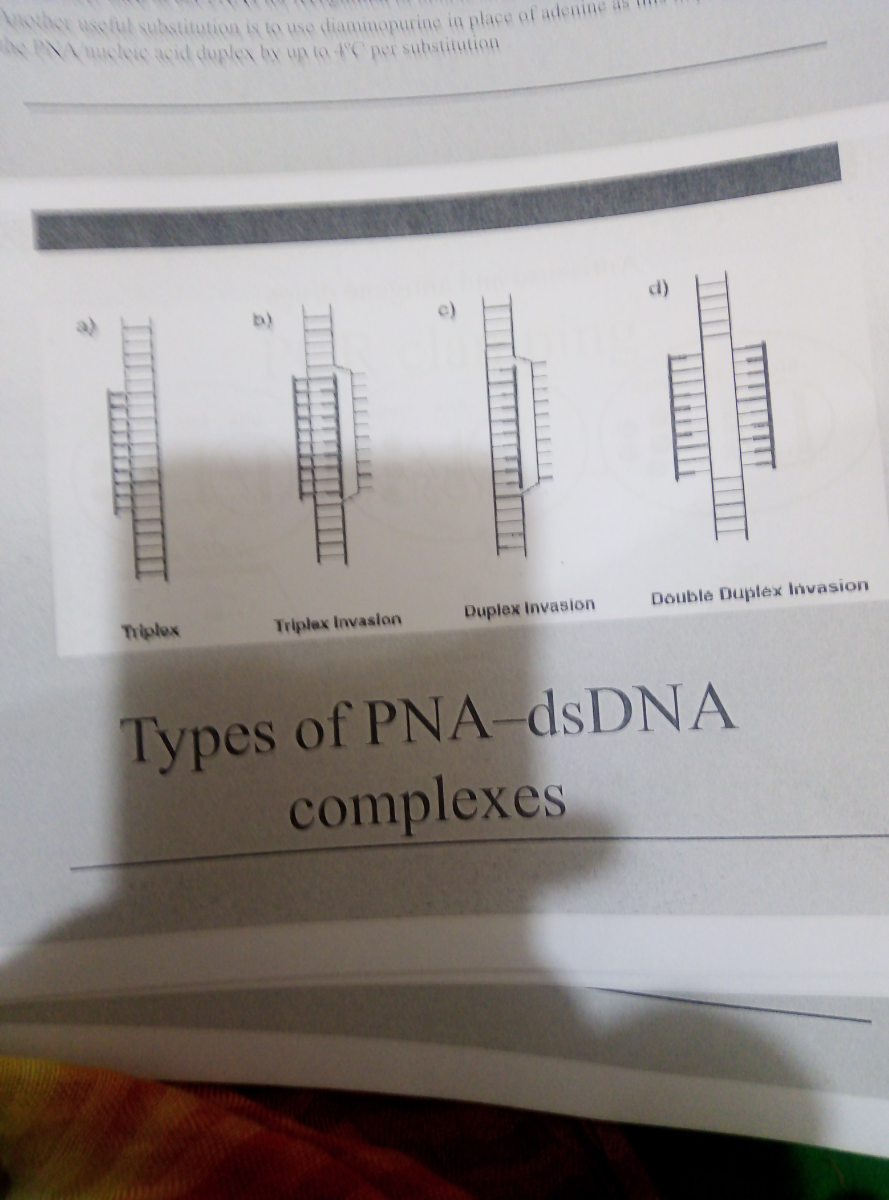 Types of PNAdsDNA complexes
