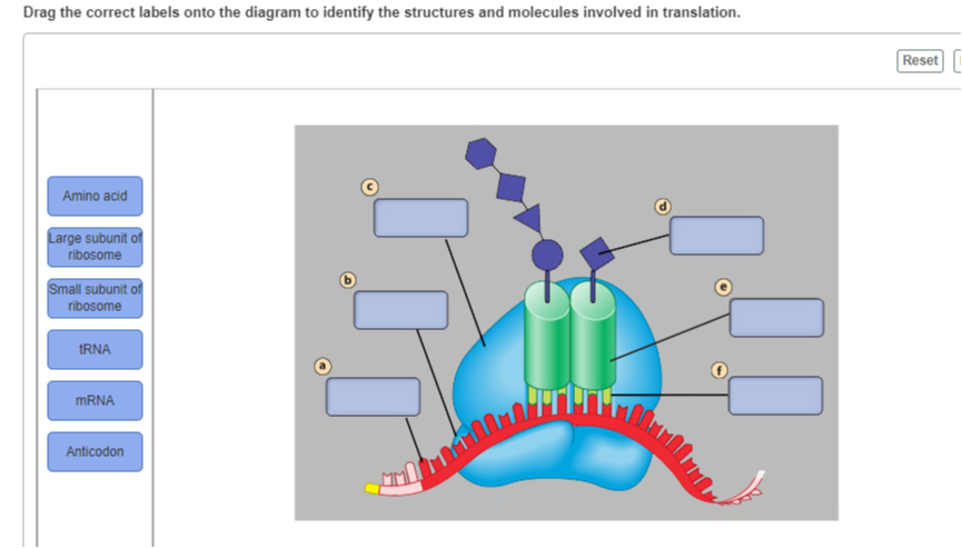 Drag the correct labels onto the diagram to identify the structures and ...