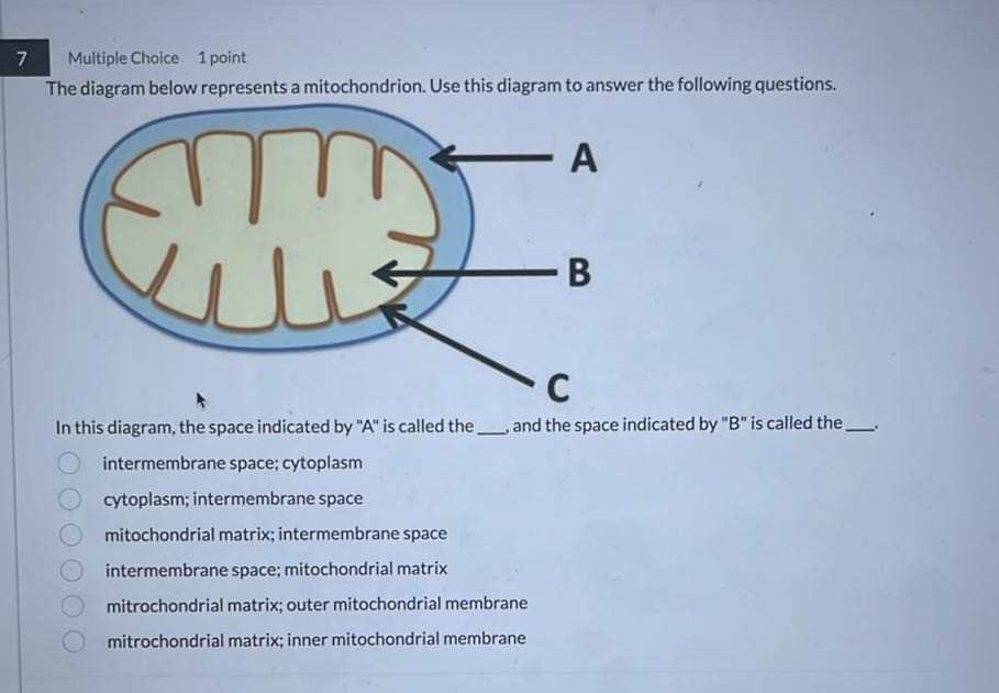 7 Multiple Choice 1 point The diagram below represents a mitochondrion ...