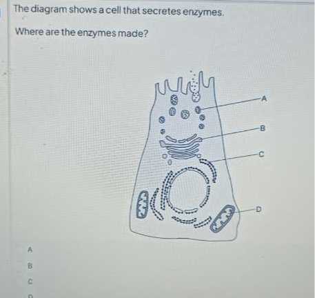 [GET ANSWER] The diagram shows a cell that secretes enzymes. Where are ...
