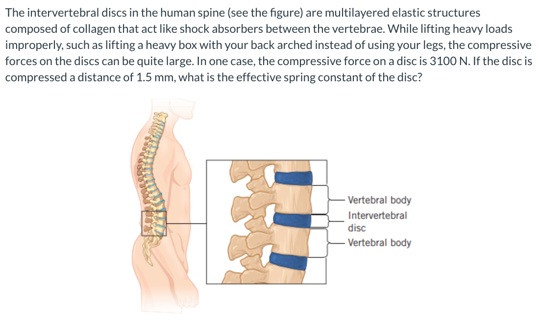SOLVED The intervertebral discs in the human spine (see the figure