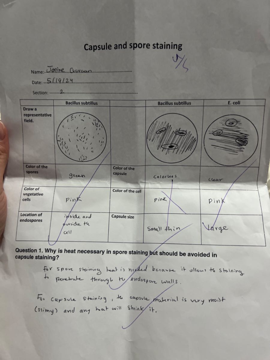 Capsule and spore staining Name J?mine Qovoan Y / Date 5(19124