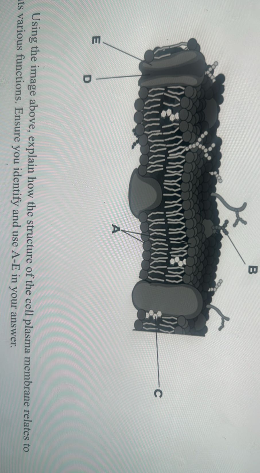 Using the image above, explain how the structure of the cell plasma ...