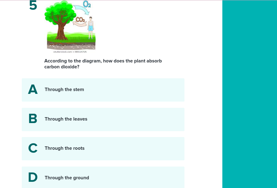SOLVED According to the diagram, how does the plant absorb carbon