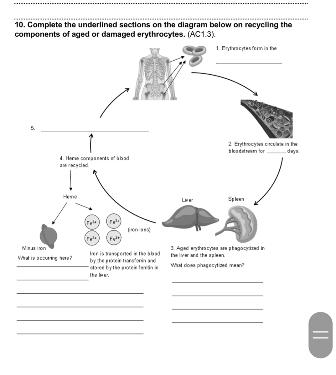 VIDEO solution: 10. Complete the underlined sections on the diagram ...