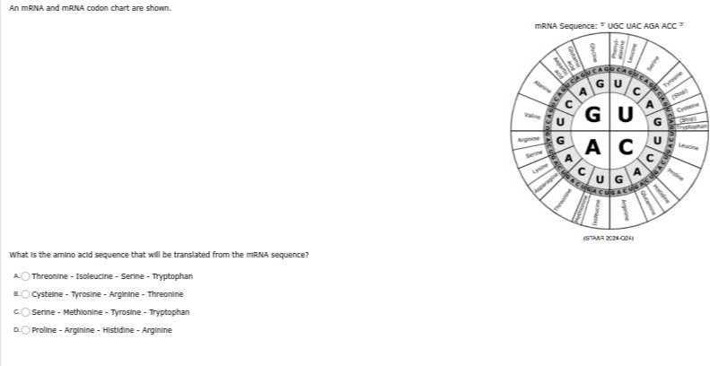An mpNh and mRNA codon chart are shown. What is the amino acid sequence ...