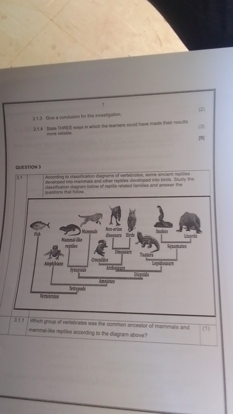 7
(2)
2.1.3 Give a conclusion for this investigation.
(3)
2.1.4 State THREE ways in which the learners could have made their results more reliable.
[9]

QUESTION 3

3.1     According to classification diagrams of vertebrates, some ancient reptiles
 developed into mammals and other reptiles developed into birds. Study the classification diagram below of reptile related families and answer the questions that follow.
3.1.1 Which group of vertebrates was the common ancestor of mammals and mammal-like reptiles according to the diagram above?
(1)
