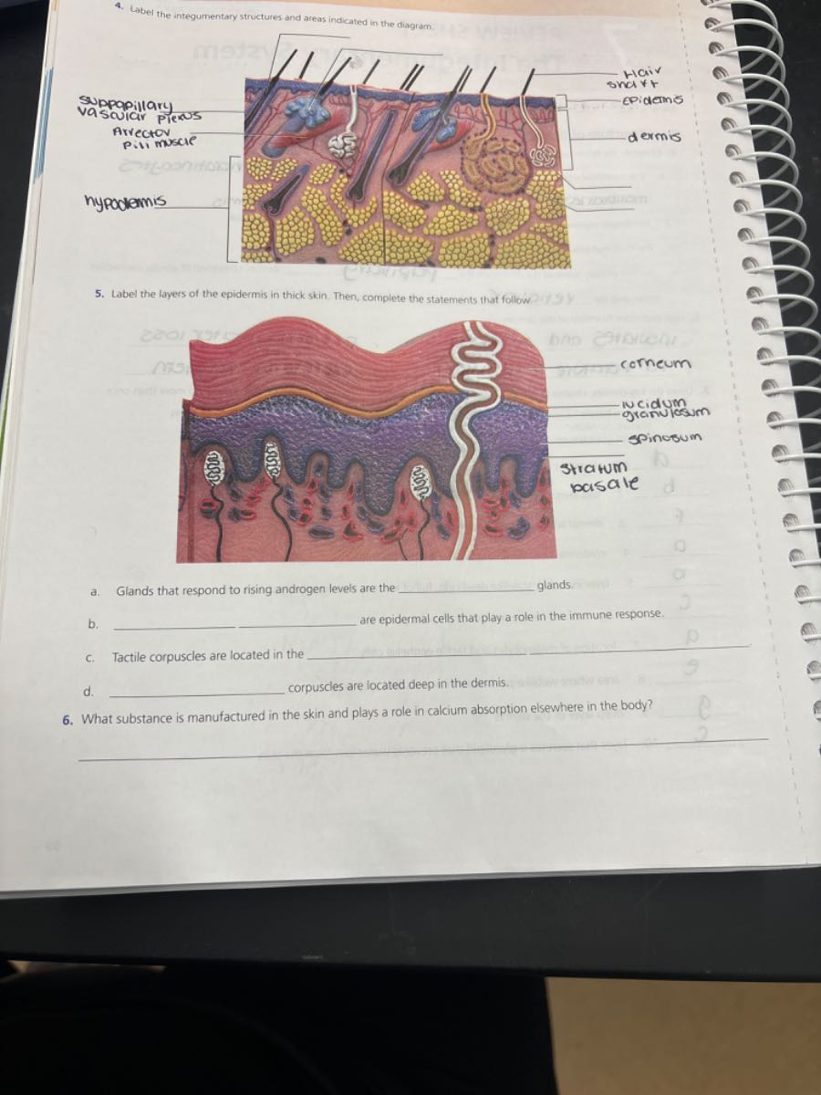 4 label the integumentary structures and areas indicated in the diagram ...