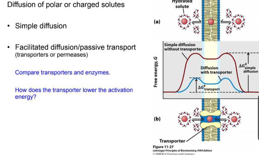 Diffusion of polar or charged solutes - Simple diffusion - Facilitated ...