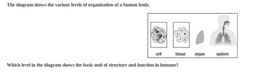 The diagram shows the various levels of organization of a human body ...