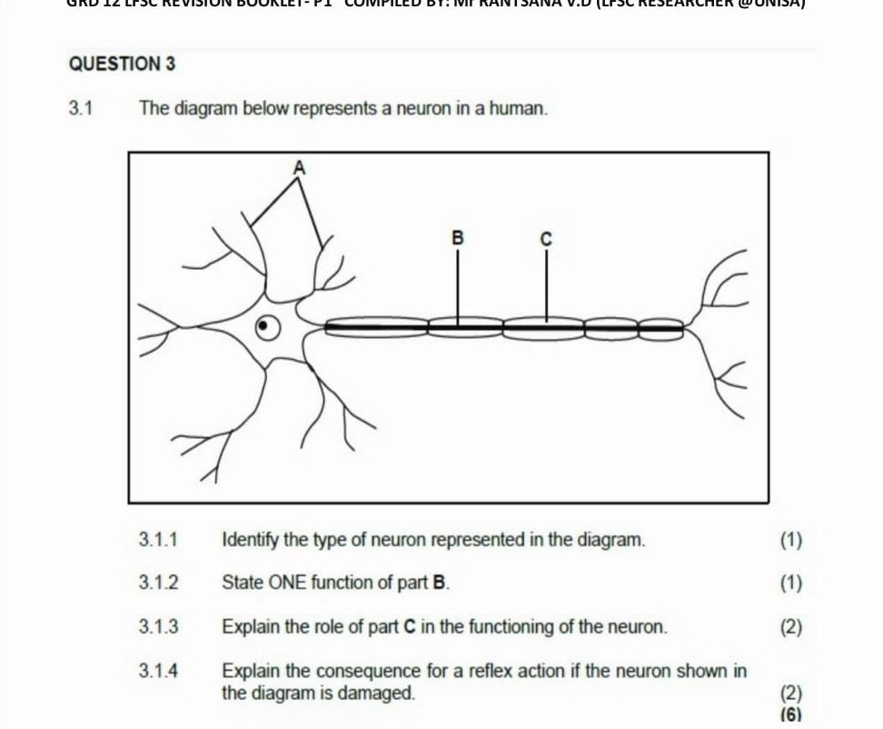 QUESTION 3 3.1 The diagram below represents a neuron in a human. 3.1.1 ...