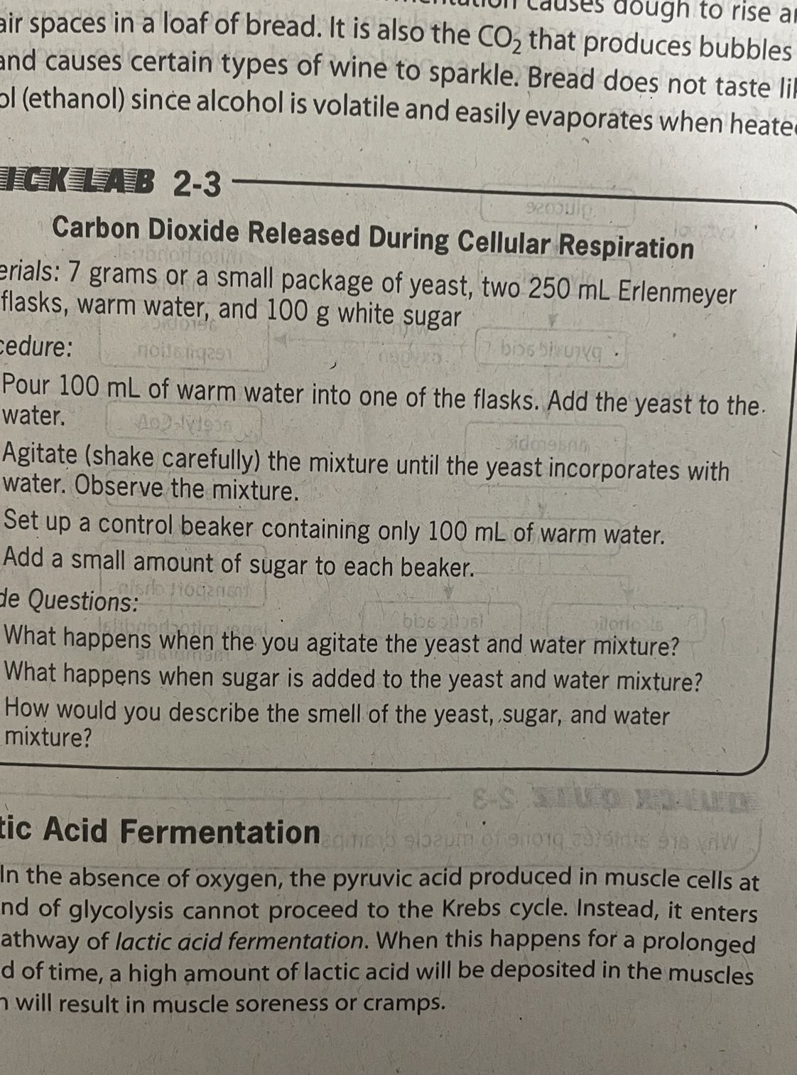 h to rise a and causes certain types of wine to sparkle. Bread does not taste lif I (ethanol) since alcohol is volatile and easily evaporates when heate

Carbon Dioxide Released During Cellular Respiration
erials: 7 grams or a small package of yeast, two 250 mL Erlenmeyer flasks, warm water, and 100 g white sugar
edure:
Pour 100 mL of warm water into one of the flasks. Add the yeast to the. water.
Agitate (shake carefully) the mixture until the yeast incorporates with water. Observe the mixture.
Set up a control beaker containing only 100 mL of warm water.
Add a small amount of sugar to each beaker.
de Questions:
What happens when the you agitate the yeast and water mixture?
What happens when sugar is added to the yeast and water mixture?
How would you describe the smell of the yeast, sugar, and water mixture?
tic Acid Fermentation
In the absence of oxygen, the pyruvic acid produced in muscle cells at nd of glycolysis cannot proceed to the Krebs cycle. Instead, it enters athway of lactic acid fermentation. When this happens for a prolonged d of time, a high amount of lactic acid will be deposited in the muscles will result in muscle soreness or cramps.