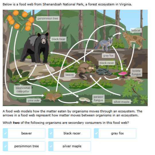 Below is a food web from Shenandoah National Park, a forest ecosystem ...