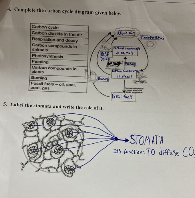 4. Complete the carbon cycle diagram given below Carbon cycle Carbon ...