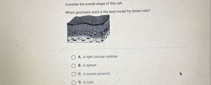 Consider the overall shape of this cell. Which geometric solid is the ...