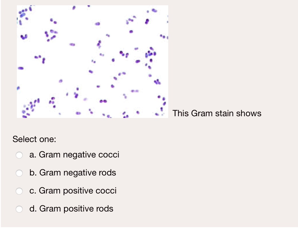 SOLVED: This Gram Stain Shows Select One: A. Gram Negative Cocci B ...