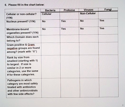 6. Please fill in the chart below:

Bacteria Protozoa Viruses Fungi
Cellular or non-cellular? (Y/N) Cellular Non-Cellular
Nucleus present? (Y/N) No Yes No Yes
Membrane-bound organelles present? (Y/N) No Yes No Yes
Which Domain does each belong to?
Gram positive     Gram negative groups are found among? (mark with "X")
Rank by size from smallest (starting with 1) to largest. If size is similar in 2 or more categories, use the same # for these categories.
Pathogens in which category are most safely treated with antibiotics and other antimicrobials with few side effects?