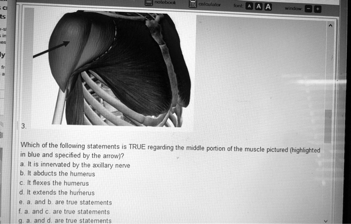 Which of the following statements is TRUE regarding the middle portion of the muscle pictured (highlighted in blue and specified by the arrow)?
a. It is innervated by the axillary nerve
b. It abducts the humerus
c. It flexes the humerus
d. It extends the humerus
e. a. and b. are true statements
f. a. and c. are true statements
g. a. and d. are true statements