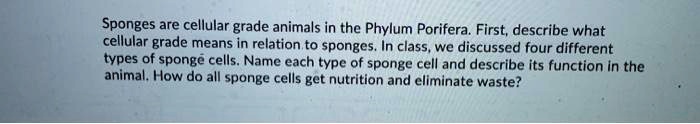 Sponges are cellular grade animals in the Phylum Porifera. First, describe what cellular grade means in relation to sponges. In class, we discussed four different types of sponge cells. Name each type of sponge cell and describe its function in the animal. How do all sponge cells get nutrition and eliminate waste?