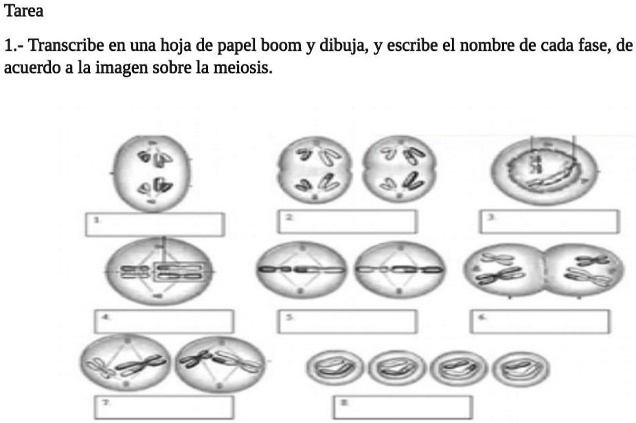 SOLVED: transcribe en una hoja de papel bom y dibuja y escribe el ...